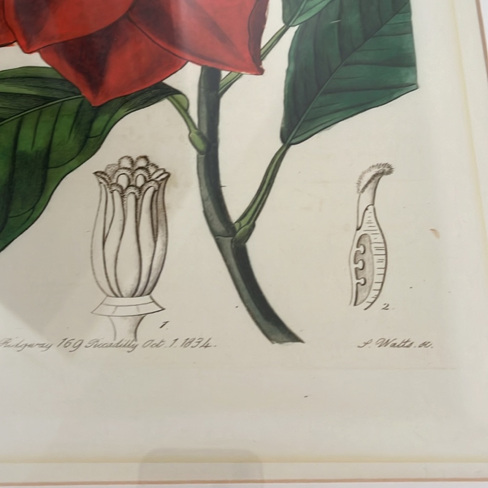 Framed Red botanical Floral Art Print - Picture 9 of 11